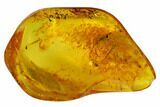 Two Fossil Flies (Diptera) and a Beetle (Coleoptera) In Baltic Amber #173664-3